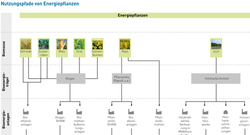 AEE_Nutzungspfade_von_Energiepflanzen_jan13_72dpi