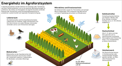 AEE_Agroforst-Energieholz_Mar22