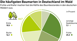 AEE_Haeufigste_Baumarten_Wald_mai19